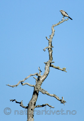 BB 08 0079 / Lanius excubitor / Varsler